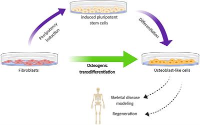 Human Fibroblasts as a Model for the Study of Bone Disorders